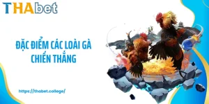 Đặc Điểm Các Loại Gà Chiến Thắng